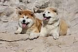 AKITA INU 282
